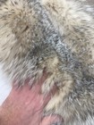 Badger lifesize skin Huge taxidermy art craft deer cape elk coyote fox oddity — photo 6