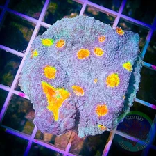 SAF~2 Inch + “WYSIWYG” Miami Hurricane Chalice Frag, LPS, SPS, Coral Colony