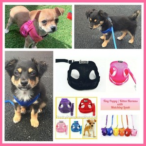 teacup chihuahua puppy harness