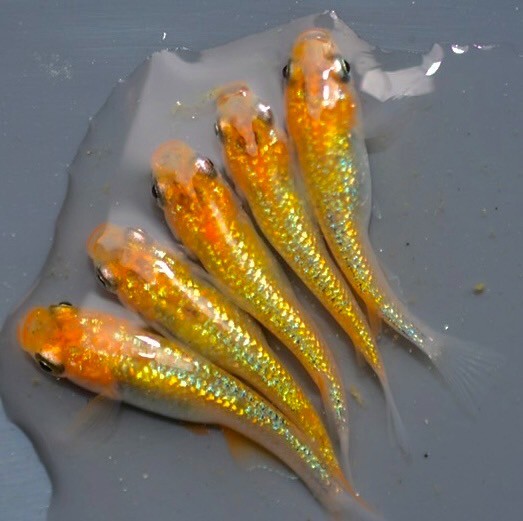 miyazakura medaka rice fish eggs 20+α 宮桜 Killifish aquarium eggs eBay