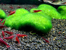 Green Moss Live Plants 1 HAND FULL