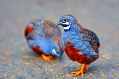 18 Rare Button Quail Hatching Eggs   LSJ Farms   Fertile High Hatch Rate