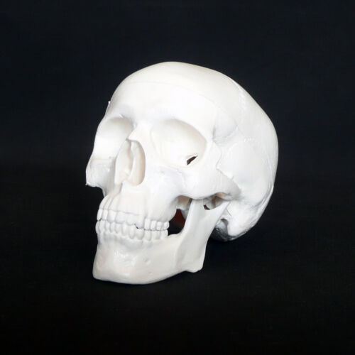 Mini Anatomical Deluxe Human Skull Model - Medical Skeleton Anatomy Replica - Picture 1 of 7