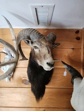 Mouflon Ram Goat Pose Horns Taxidermy Shoulder Mount