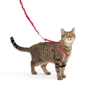 PetSafe "Come with Me Kitty" Harness and Bungee Leash Set - Red- Large