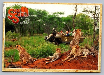 1990s Safari Cheetahs Sabi Sabi Game Reserve Postcard