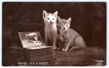 1908 RPPC MAYBE IT'S A GHOST CATS KITTENS PHOTO ALBUM ROTOGRAPH PHOTO POSTCARD