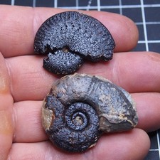 2 pcs 37/42 mm Ammonite Hematite Morocco Jurassic Fossil Ammoniten 2707