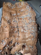 powder mix isopods 35