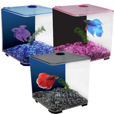 aquarium fish tank