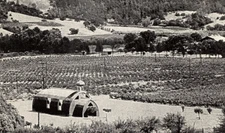 1940s Asti CA Vineyard Winery Church Shaped Like Wine Barrel Vintage Postcard