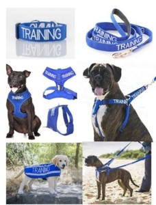 warning dog harness