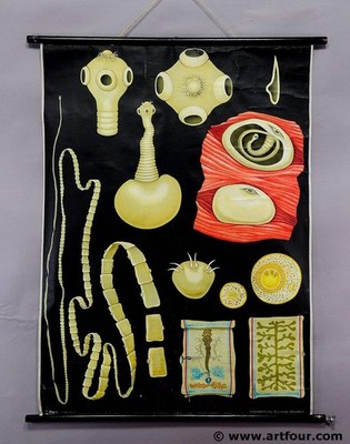 vintage poster Jung Koch Quentell rollable wall chart pork tapeworm illustration