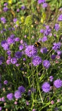 6 x Native Devils Bit Scabious (Succisa pratensis) Plug Plants