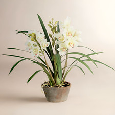 New Luxury White Cymbidium Orchid Permanent Floral Botanical Arrangement