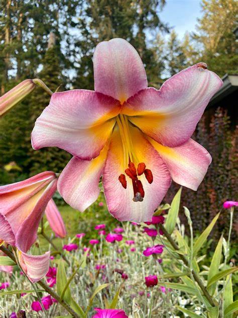 LILY 71ZbD3uB0UL._UF350,350_QL50_.jpg
