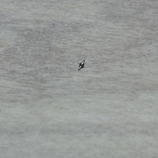 Hamilton 747 748 8/0s Balance Staff 7227 pivot 8