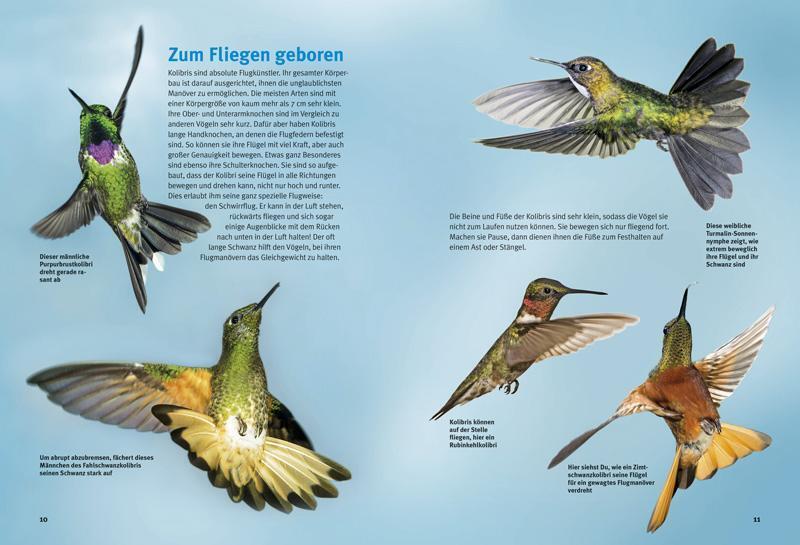 Thumbnail - Entdecke Die Kolibris Leonie Proscurcin Buch Entdecke - Die Reihe Mit