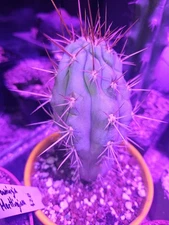 Browningia Hertlingiana rare succulent cactus 8" tall