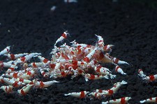 10 SS CRS Crystal Red Shrimp Live Aquarium Shrimp by SoShrimp
