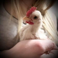 6 Small/Micro Teacup SERAMA Hatching Eggs From Every Color Hen Ready To Incubate