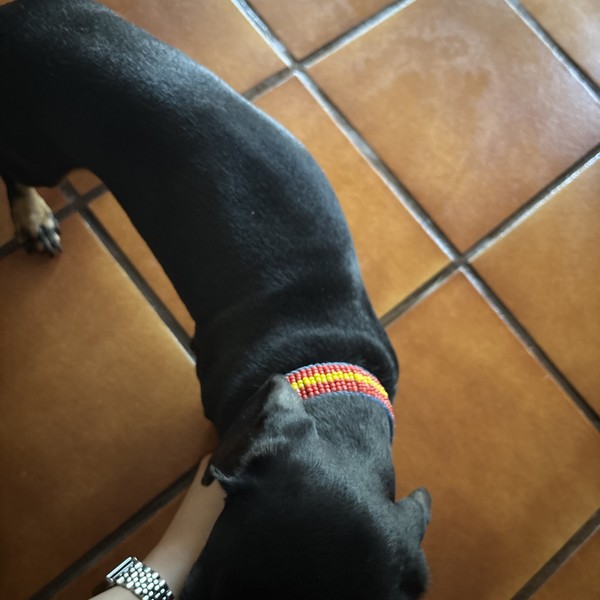 Collar Perro