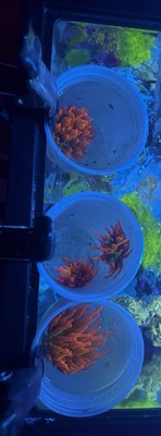 4 Rainbow Bubble Tip Anemone * RBTA * Live Coral* WYSIWYG 