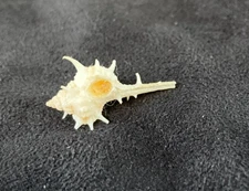 Muricidae Haustellum Anniae 21.1mm Florida, USA