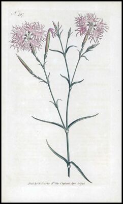 1808 CURTIS Botanical DIANTHUS SUPERBUS Superb Pink Pl 297 (CB2/179)