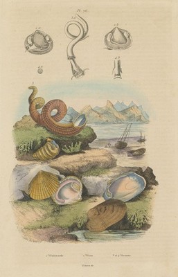 WEICHTIERE. Venericardia. Vénus (Veneridenmuschel). Vermetidae (Wurmschnecke) 1833