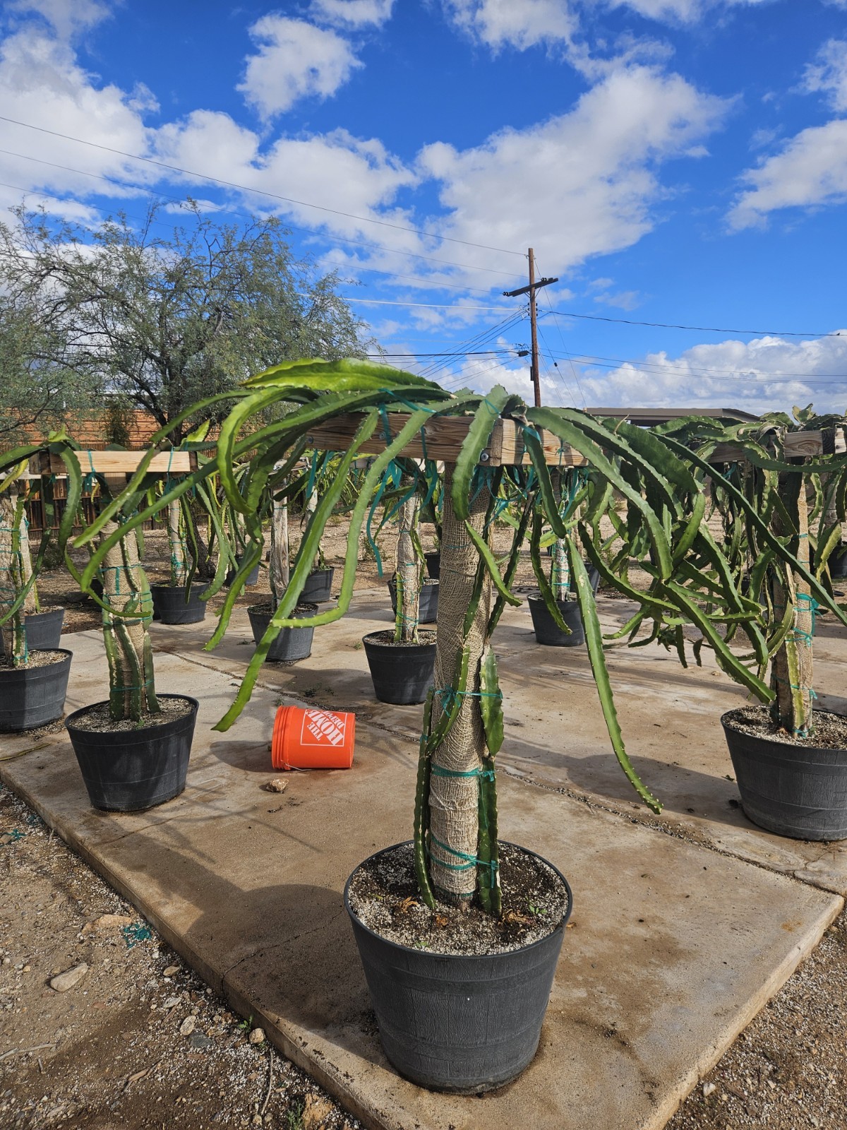 Dragon Fruit Cutting AX 🍬 Rare Exotic 20" - 28" Mature Healthy 💪MASSIVE THICK