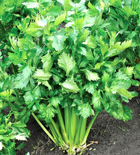 1x 30cm Organic Home Grown Celery Leaf Plant Hardy Perennial