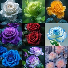 Mix Climbing Rose Seeds for Planting, 30 pcs Beauty Rare Rose Flower Seeds, H...
