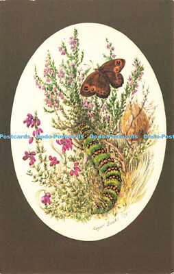 R574675 Eine Kaisermottenraupe kriecht aus ihrer Nahrungspflanze Glockenheide bis p