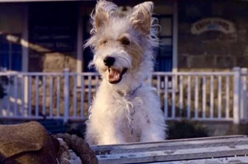 The Ghost & Mrs. Muir- Complete TV Series - Picture 3 of 7