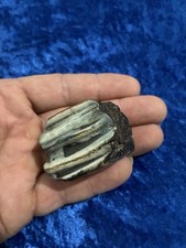 Ancient Bison Tooth Specimen found in the Mississippi River 