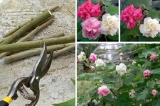 Color Changing Cotton Rose Hibiscus Hardy Dixie Rosemallow - 5 Unrooted Cuttings
