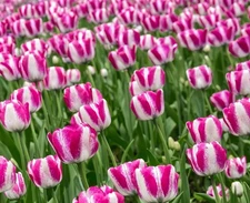 Rembrandt Tulip Bulbs Pink and White Rembrandt Tulips