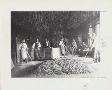 PHOTO OF BLACK MEN SIFTING TOBACCO FROM NEGATIVE ON PHOTO PAPER 
