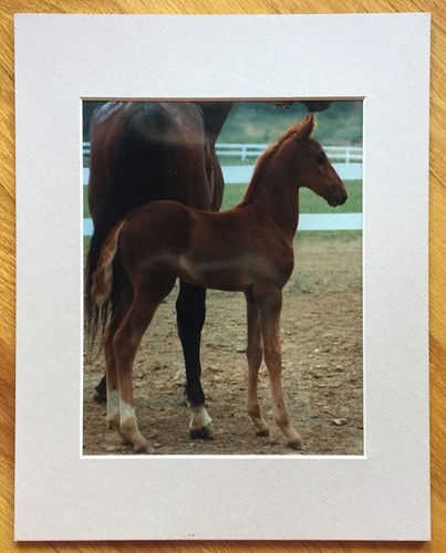 Photographs Color American Saddlebred Mare & Foal + Yearling on Lead - Picture 2 of 8