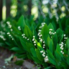 Lily of the Valley Grower's Bunch 25 Flower Bulbs - Spring Fragrant White Blooms