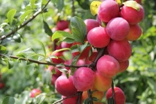 10 Plum Fruit Tree Seeds for Planting Prunus America Made in USA Ships from Iowa