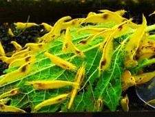 20 2 Neon Golden Back - Freshwater Neocaridina Aquarium Shrimp. Live Guarantee
