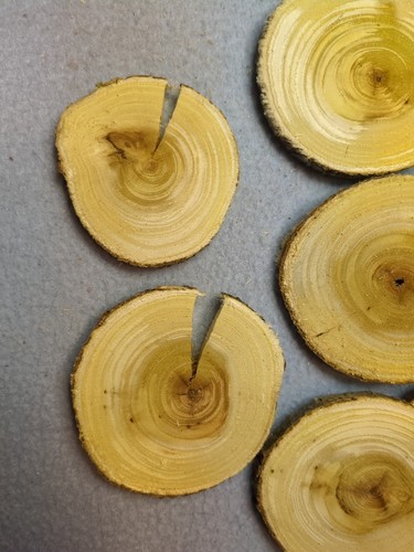 (24) Biscotti naturali tondi in legno bordo vivo tondi gelso a scacchi da 2" a 2-1/2" x 1/4" - Foto 4 di 7