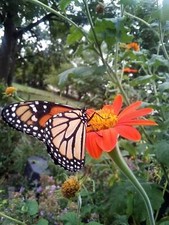 50 SEEDS MEXICAN SUNFLOWER TORCH TITHONIA SPECIOSA
