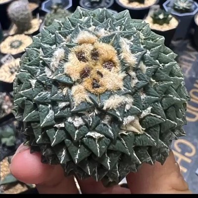 Ariocarpus kotschoubeyanus Cactus Succulent Plant beautiful  Plant 1.2-1.5cm