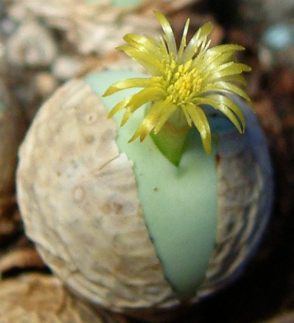 Conophytum MIX, Cactus Succulenti Mescolato Pietre Vive Rocce - Foto 2