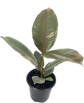 Ruby Ficus Rubber Plant - Live Plants in 2 Inch Pots - Ficus Elastica 'Ruby'