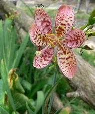 20+ Belamcanda Freckle Face Lily / Heat,Drought Tolerant Perennial