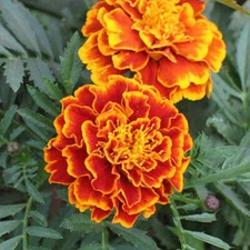 Sparky Mix Marigold Seeds | Bicolor Orange, Yellow & Red | Seed Store | 1189